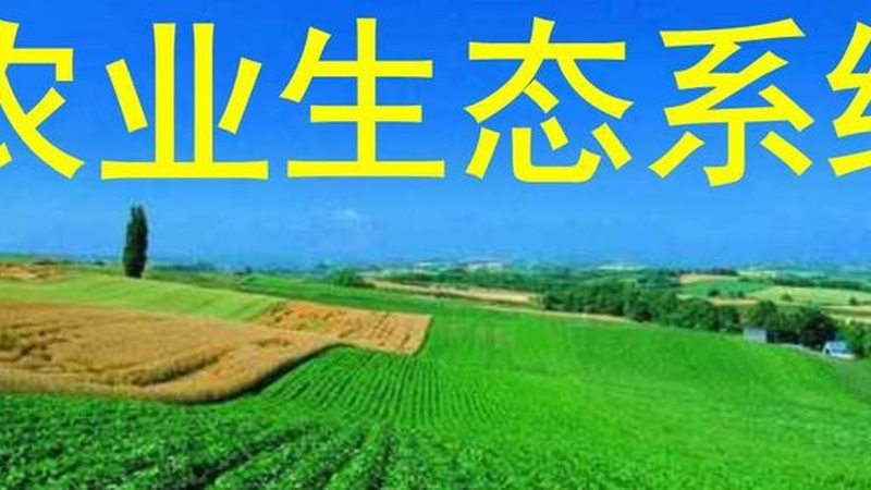 上海屋顶果园设计流程揭秘：打造城市绿色生态新亮点