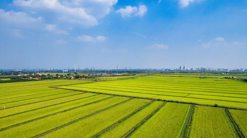 2025年全国农产品批发市场展会排期怎么看
