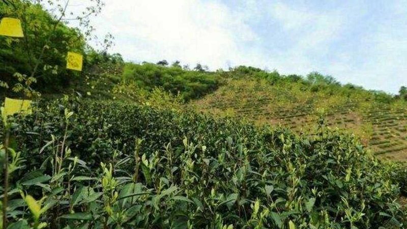蔬菜大棚：8米与12米规格的选型考量