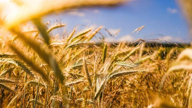 休闲农业公司：与普通农场的差异化优势