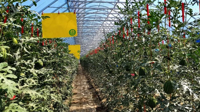 农业种植技术加盟代理授权：标准与选择之道**