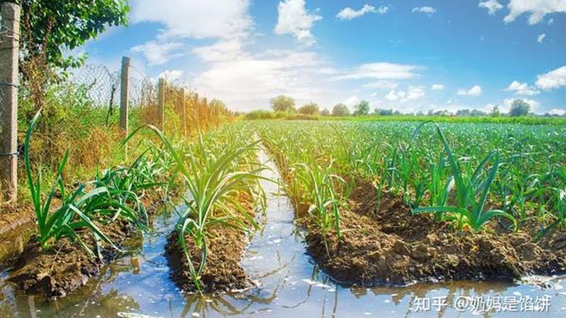 上海果蔬配送公司代理政策：政策解读与市场洞察