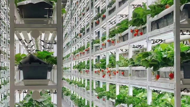生鲜冷链物流方案：优缺点解析